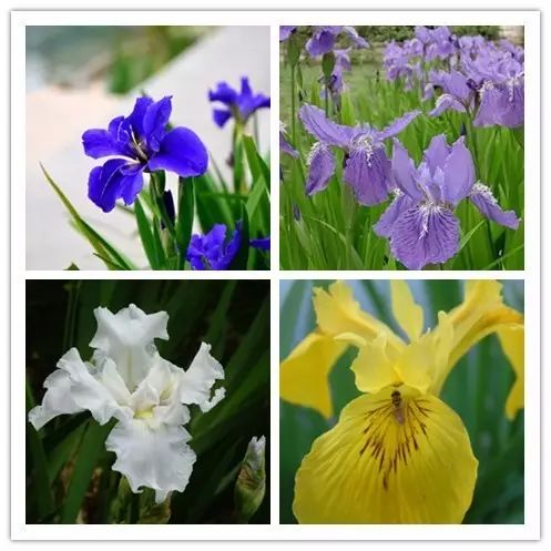 北方喜阴的室内植物花卉有哪些,喜阴耐寒的室外花卉植物有哪些