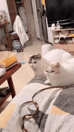 狗狗晕车吐了两次没精神,狗狗晕车吐了主人也吐了