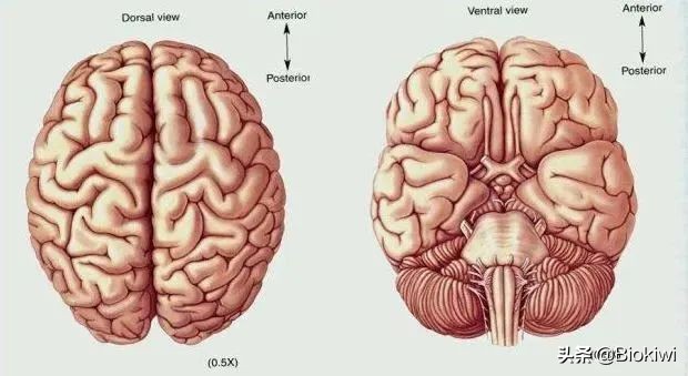 招财猫是是左撇子还是右撇子？
