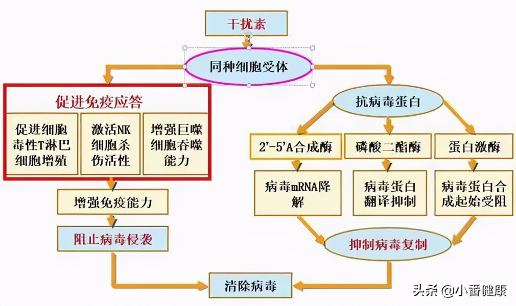 乙肝干扰素反应,干扰素治疗乙肝不良反应监测