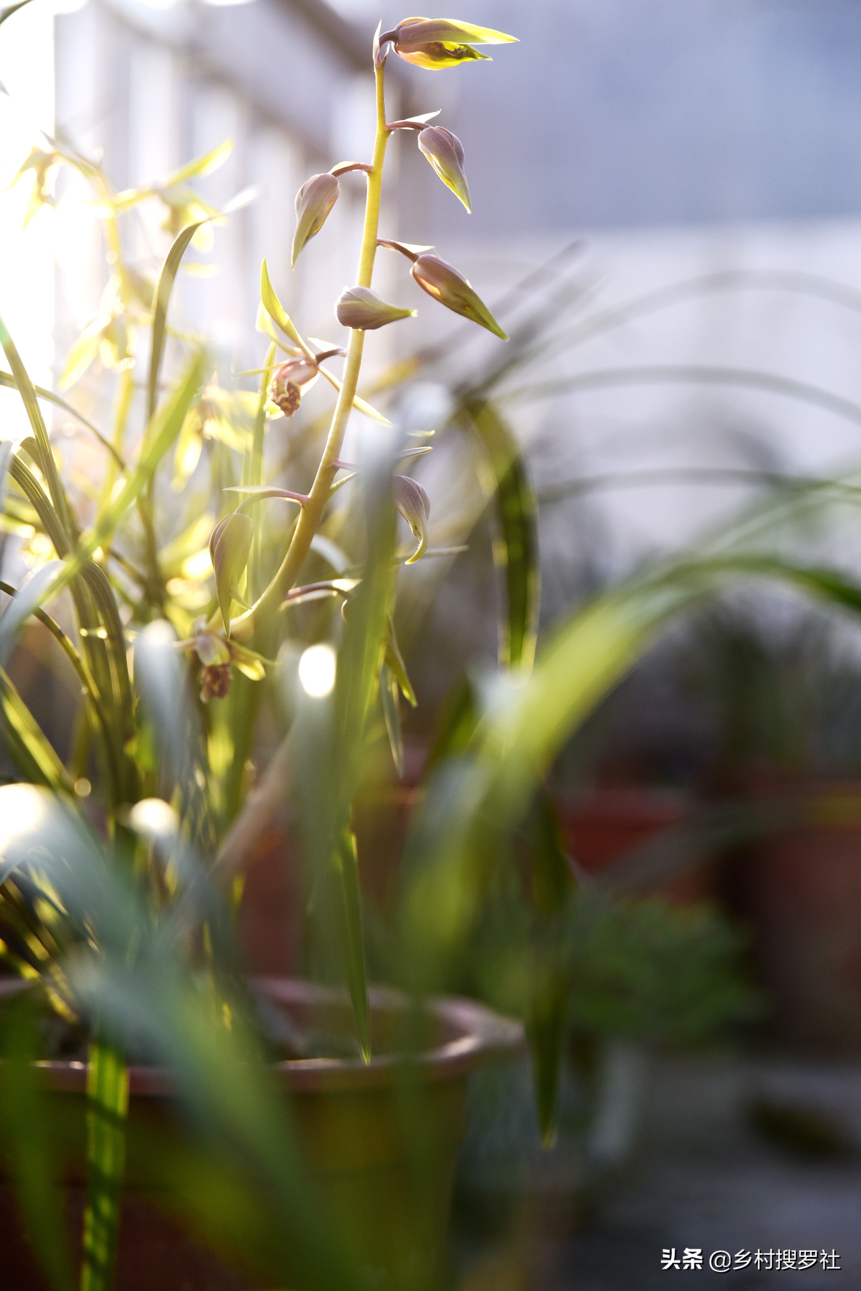 蕙兰排铃期的管理方法,蕙兰花蕾期怎么管理