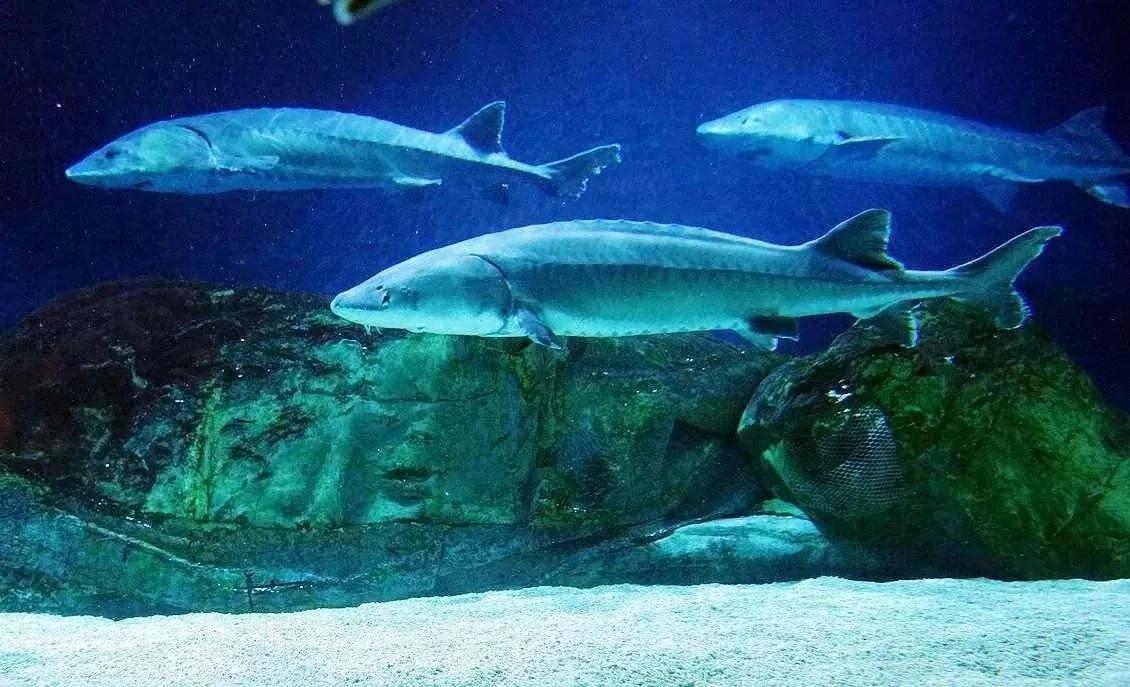 宜昌为何引进长隆,长隆项目都在哪