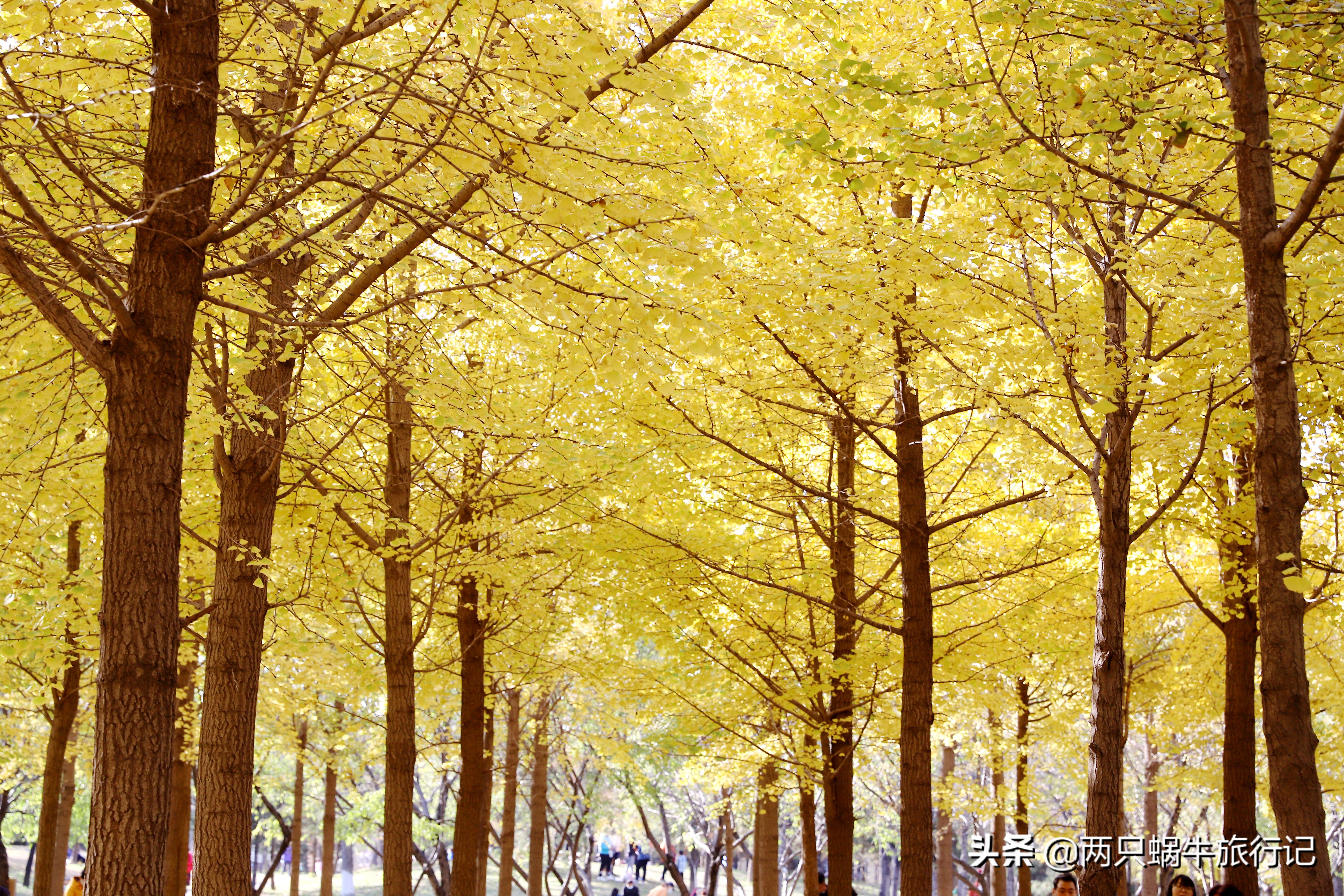 秋天落叶自然的调色盘,调色盘秋天