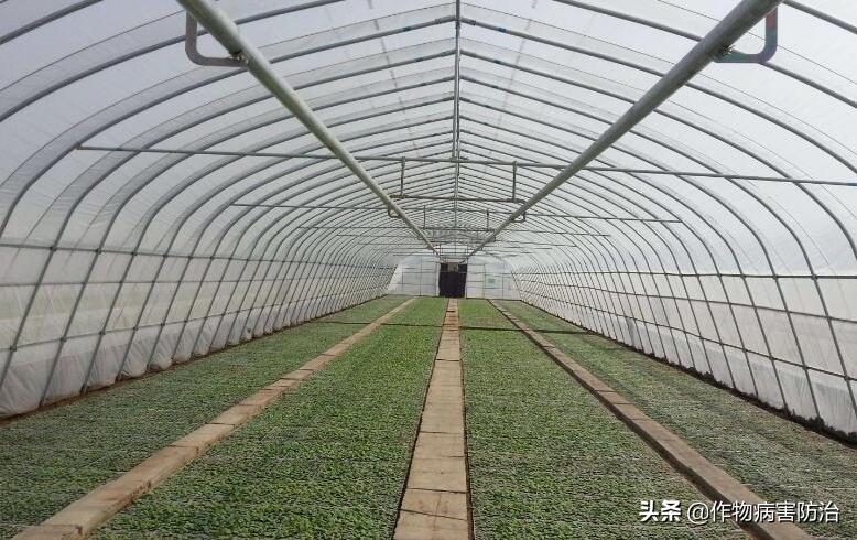 辣椒大棚湿度过大怎么办,大棚湿度太大如何除湿