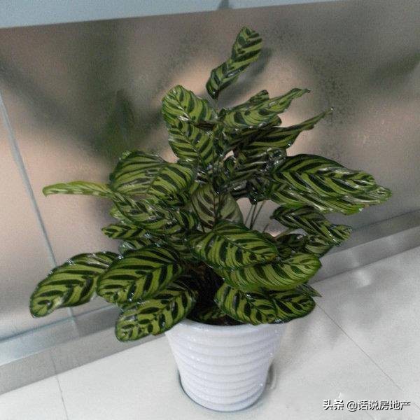 养好花六大关键十年养花经验总结,各种花卉养花技巧知识大全合集