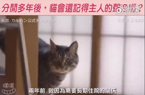 养猫三年以上你的猫吃的什么,养猫三年没摸过猫
