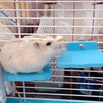 仓鼠吃饭都不忘减肥,为重获主人宠爱,鼠鼠心里苦但不说