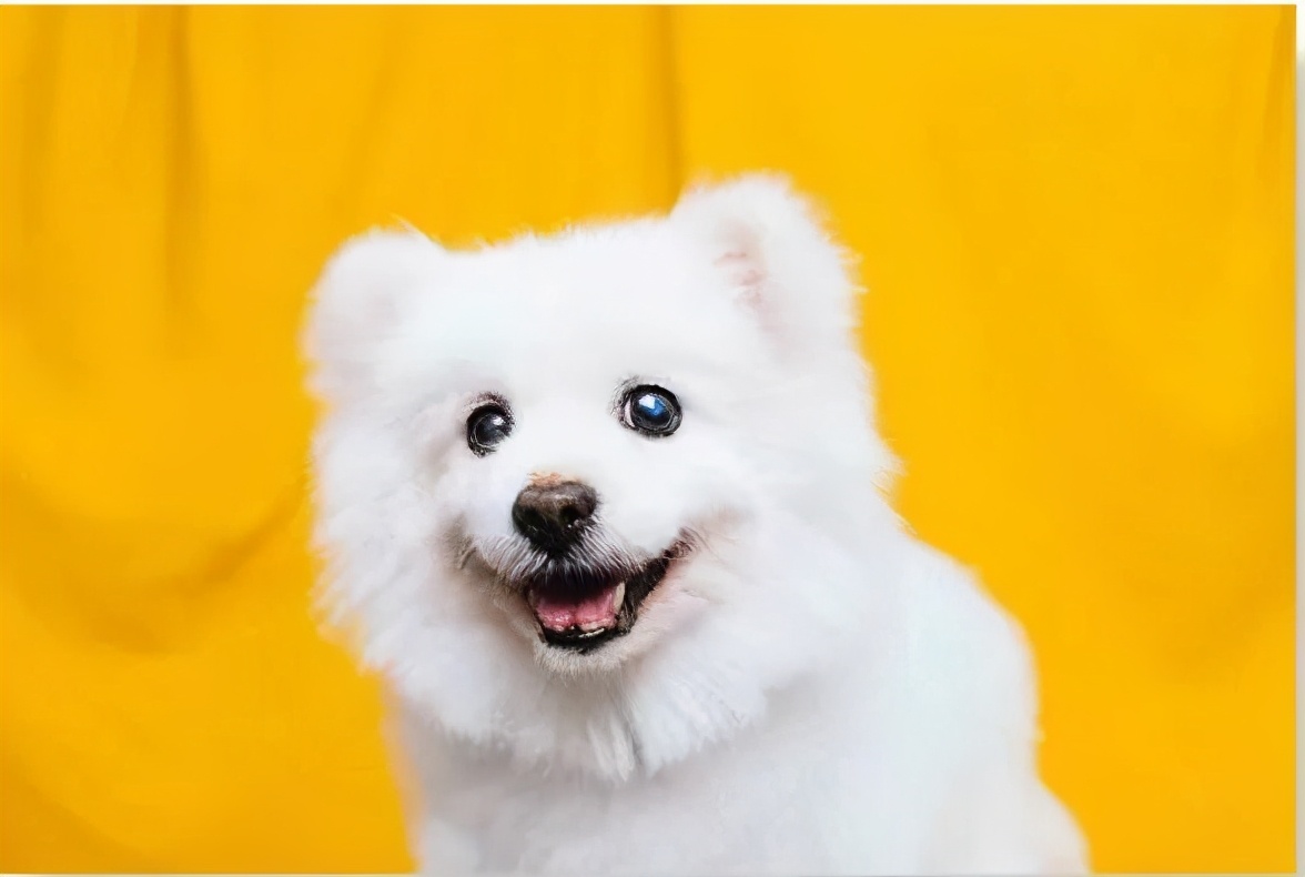 宠物摄影的生意经,宠物摄影店铺创业