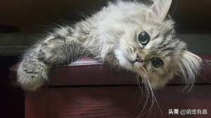 猫咪除尿臭最有效的方法,猫咪霉菌净