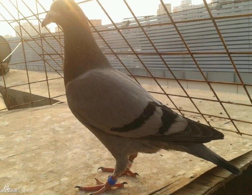 鸽子飞不远怎么回事,鸽子飞不了多远