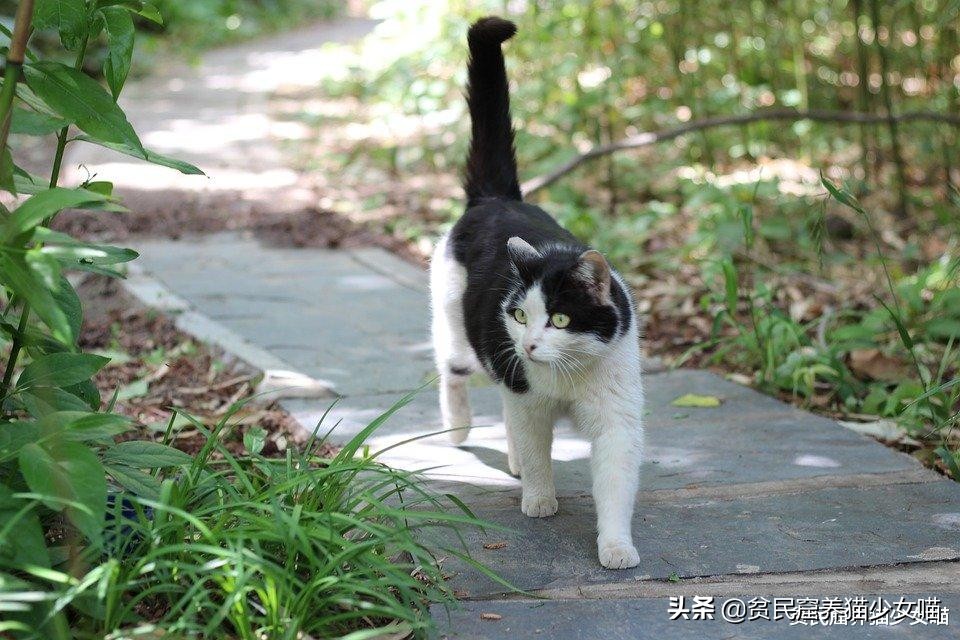 为什么有的小猫咪吃很多也不长肉？也许你该给它驱虫了