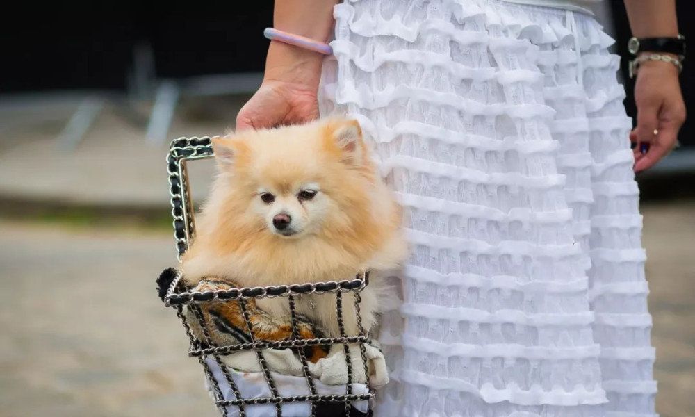 香奈儿把汽油桶、购物篮、香水瓶做成包，还敢卖上万元