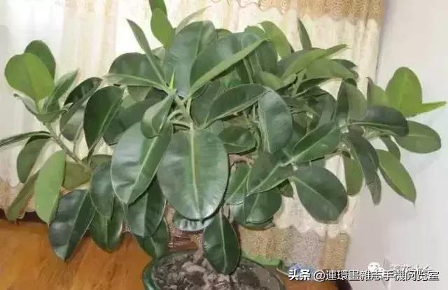 100种常见花卉植物图谱,100种花卉素描图谱