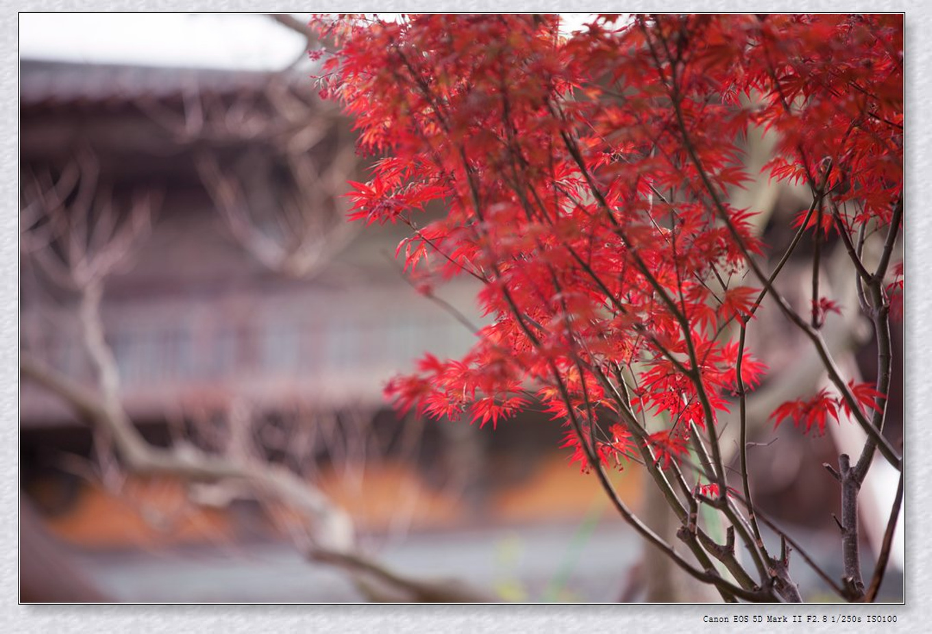 常州旅游东方盐湖城,骆驼之旅视频