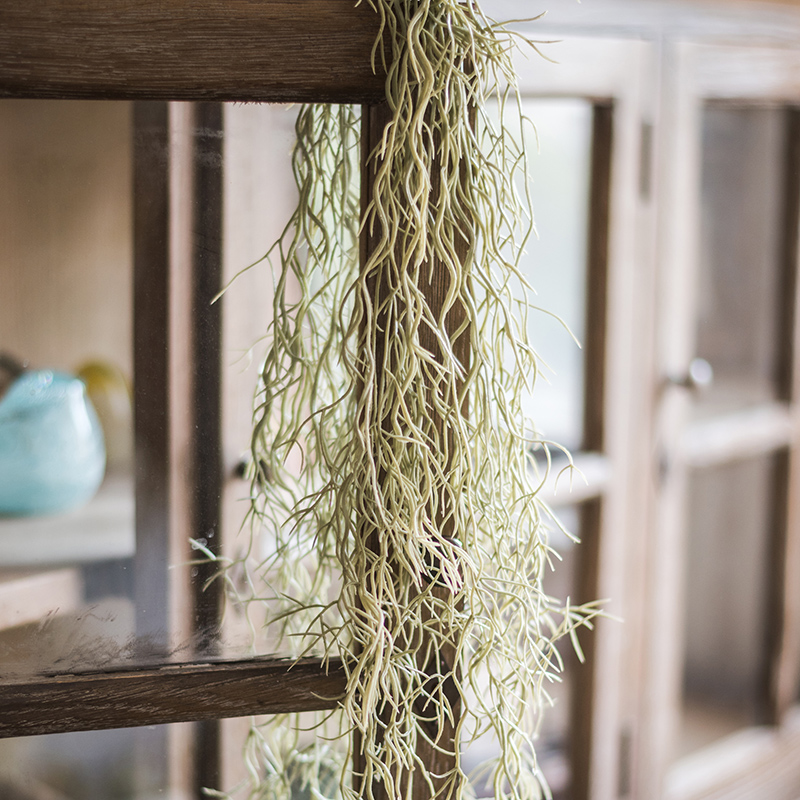 18种寓意好的花,18种花图片大全