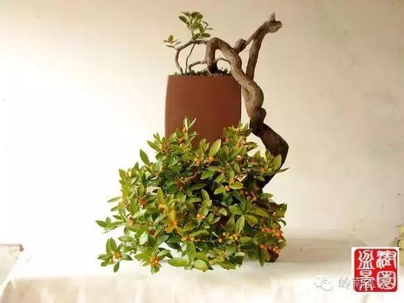 高桩金豆盆景大全,金豆双杆文人盆景欣赏