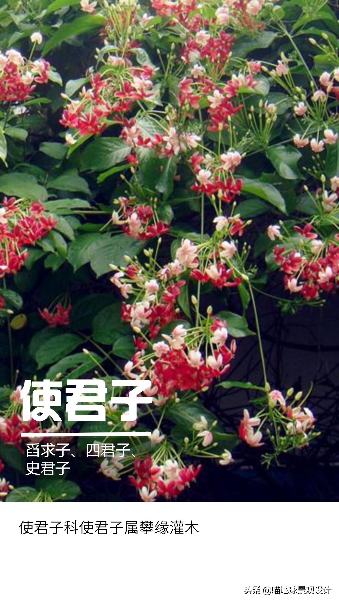 意大利常见的爬藤植物,25种爬藤植物