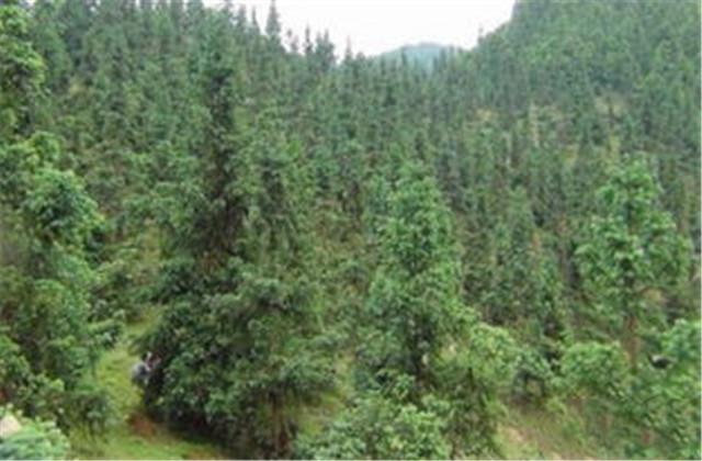 杉木有虫怎么防治,杉木虫害图片