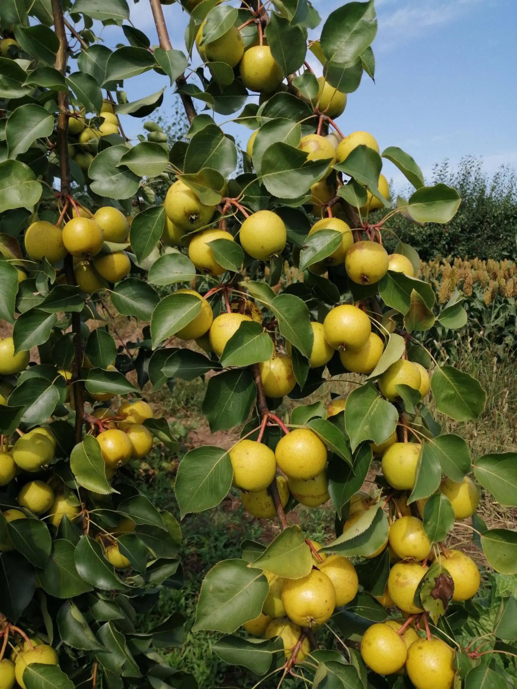 银川特产哪里便宜,银川水果特产