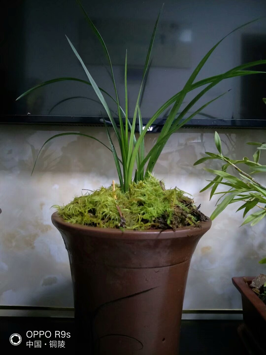 如何让兰花安全度过夏天,怎么让兰花不得茎腐