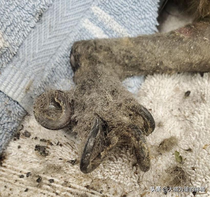 流浪小狗被收养在门口停住了,流浪小狗被好心人喂养5年