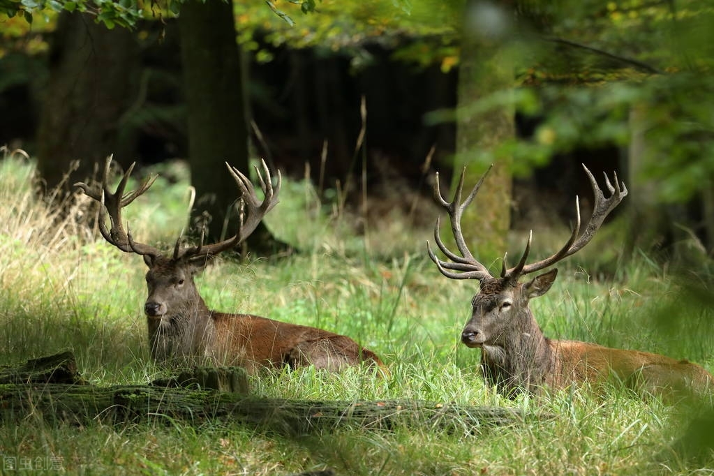 故事：士官“丢丢”的婚事
