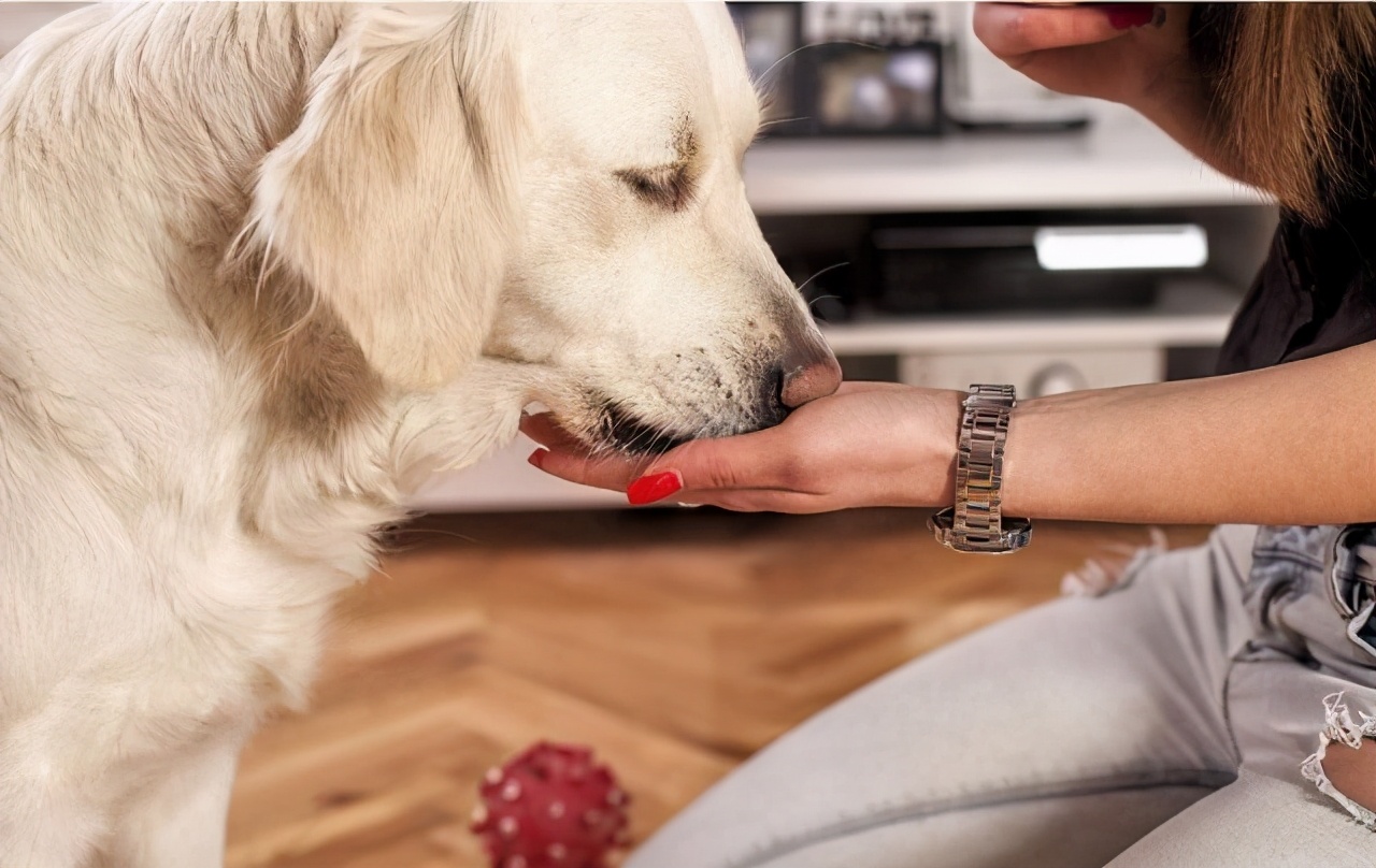 狗狗食欲不好怎么办拉软便,狗狗食欲不好怎么办但是精神很好