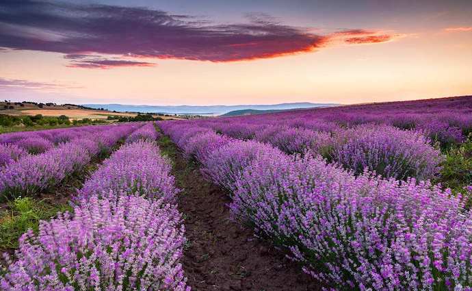 八种身兼多职的鲜花，既是鲜花又是香料！