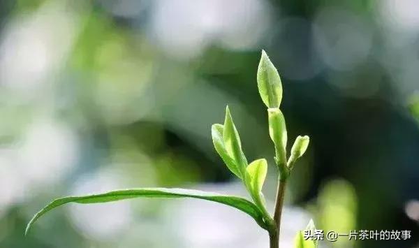 不同种类茶的辨别,茶类鉴别