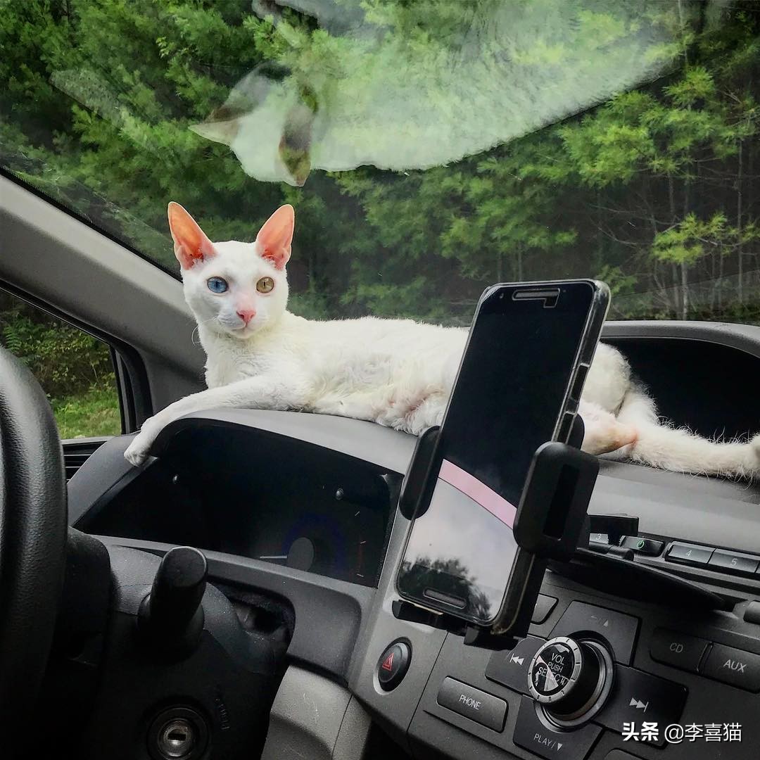 鸳鸯眼的猫咪有多稀有,猫咪为什么单凤眼那么厉害