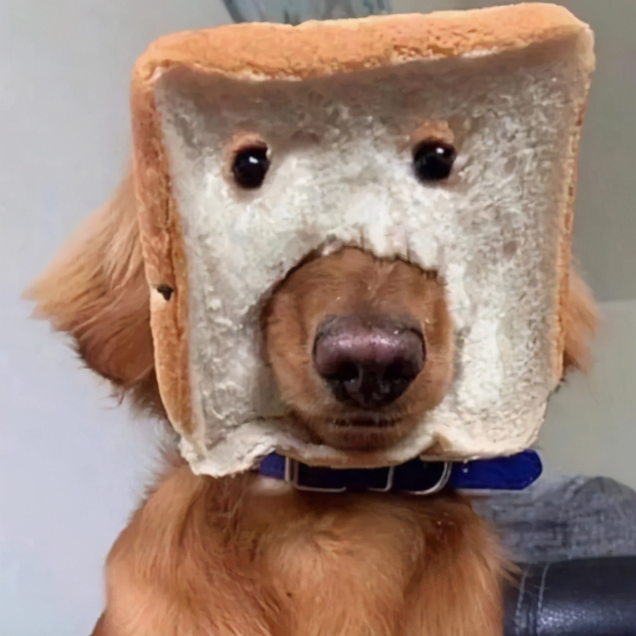 c语言的基本符号和词汇,c语言中各种符号的含义和用法