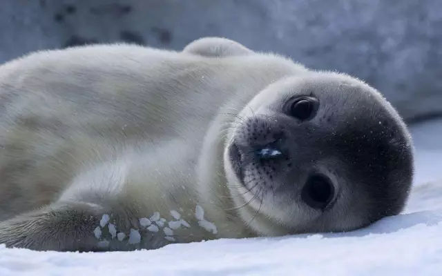 它土圆肥,却是出了名的网红