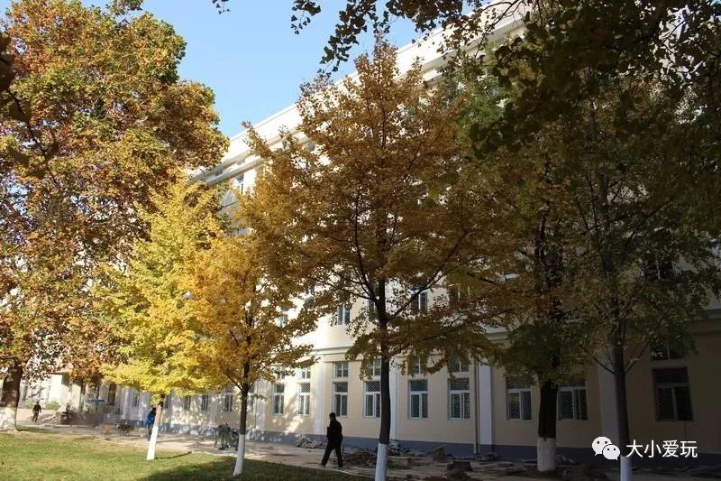 银杏北京打卡地,北京十大银杏观赏地图