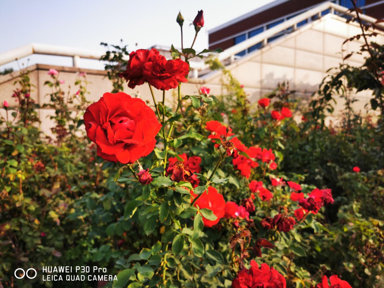 华为p30拍摄高清样张,华为p30最新拍照样张