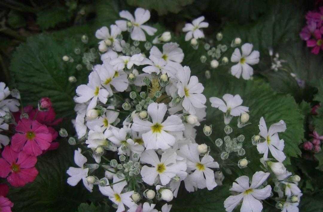 植物百科纪录片,植物百科扫码
