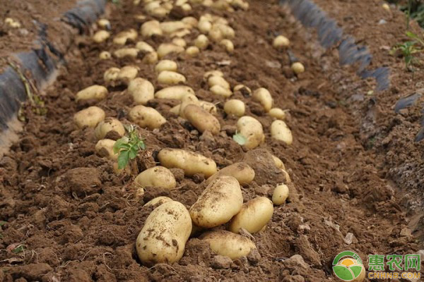 土豆多少钱一斤今日行情,黄心土豆和白心土豆价格区别