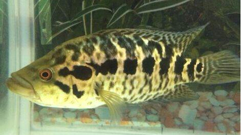 慈鲷品种,慈鲷类型