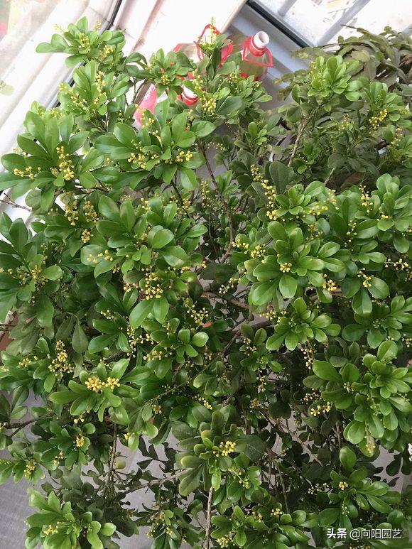 米兰冬天怎么养开花多,米兰花耐寒多少度