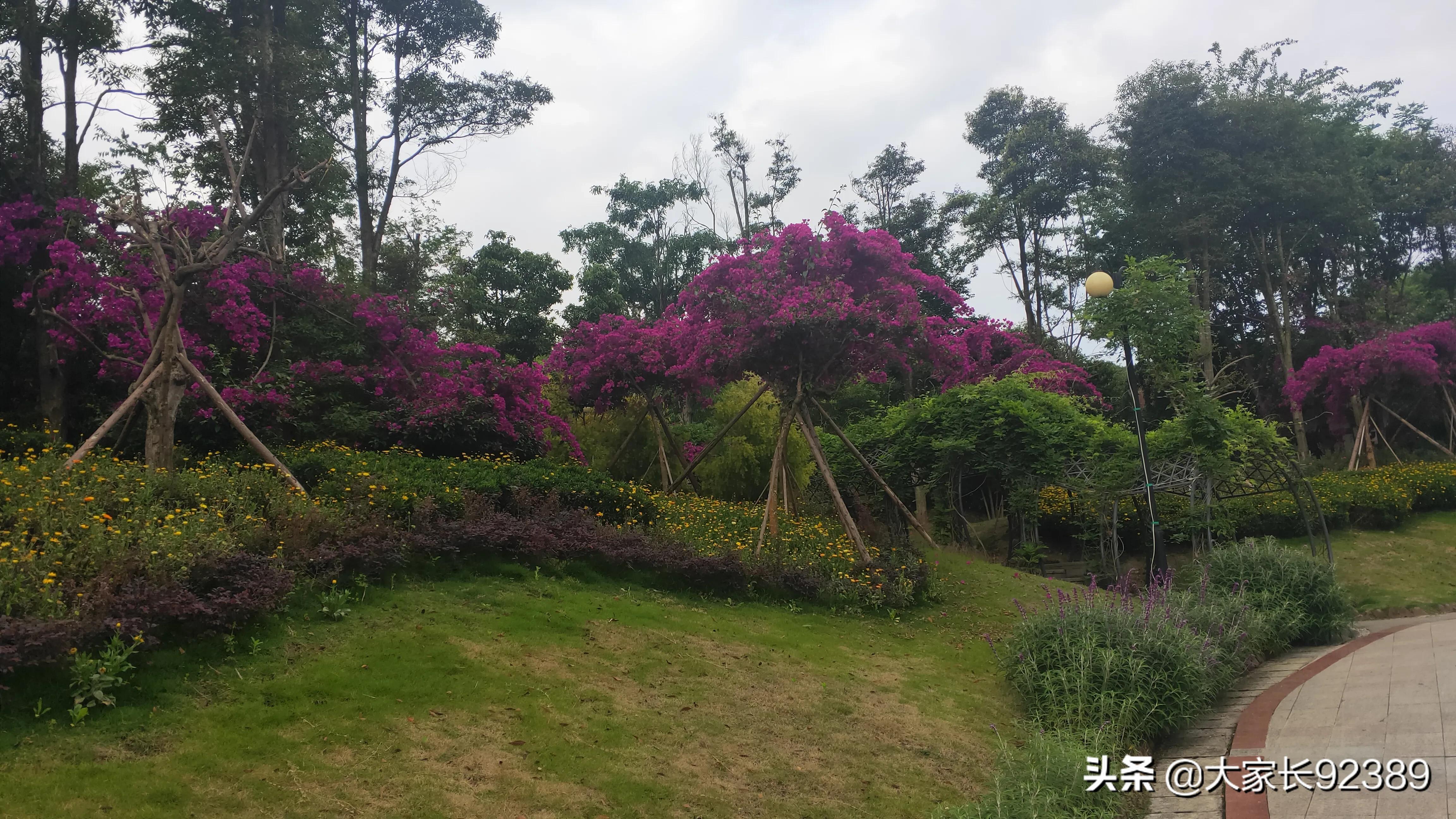 紫色的的英语,紫色的诗歌赏析