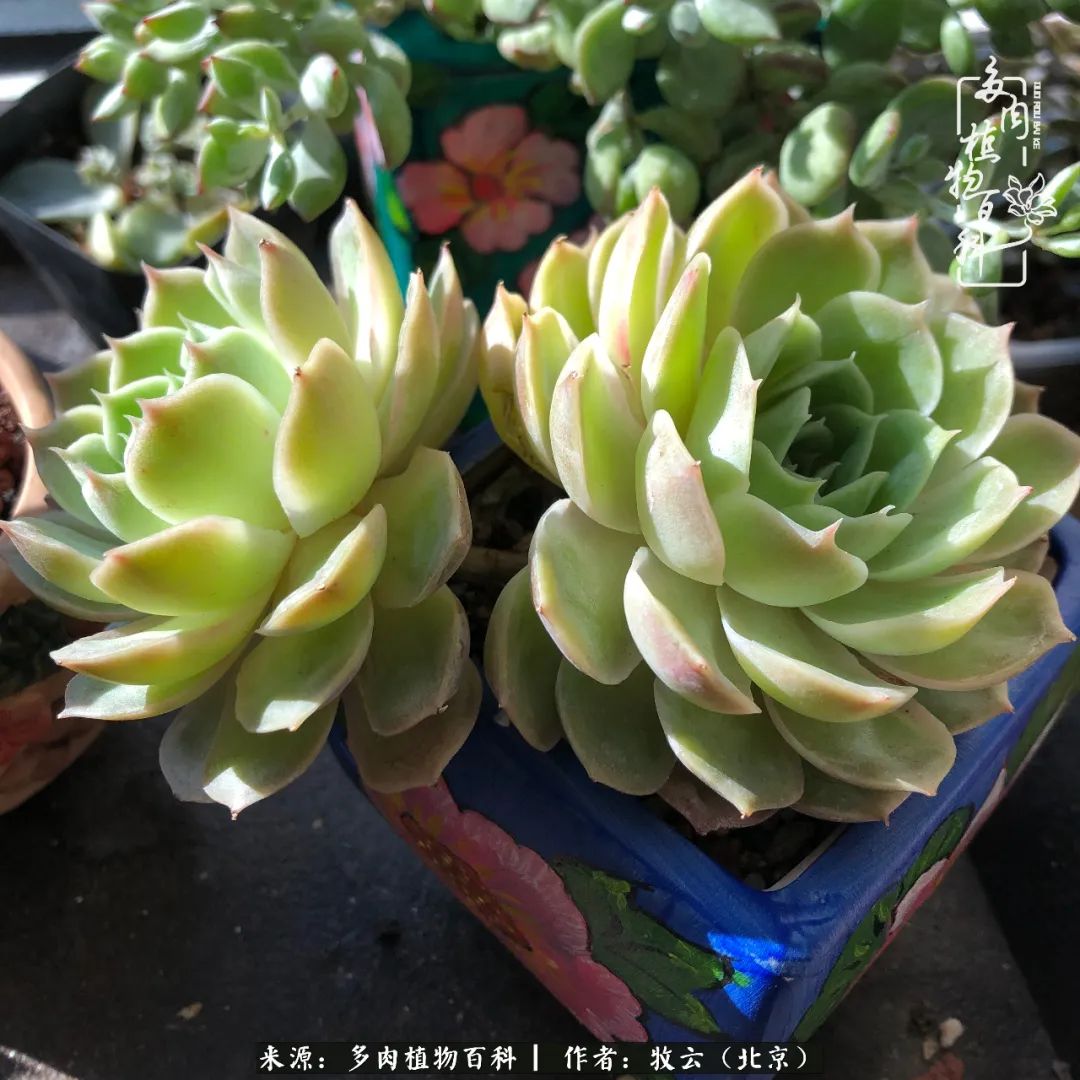 日常生活中常见的多肉植物,多肉植物神奇之处