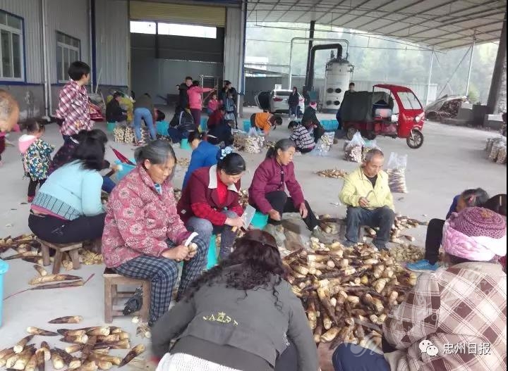 白石山林区生态环境,白石镇竹海