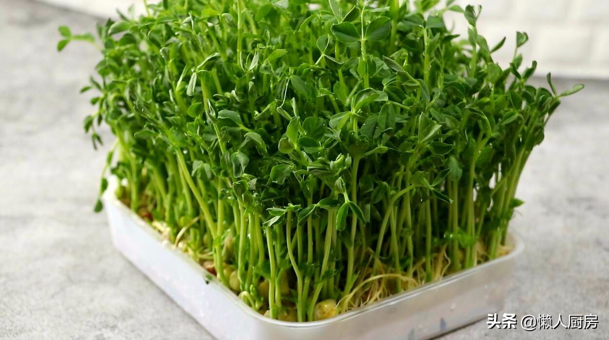 豌豆苗怎么样炒好吃,豌豆苗怎么炒出来最好吃