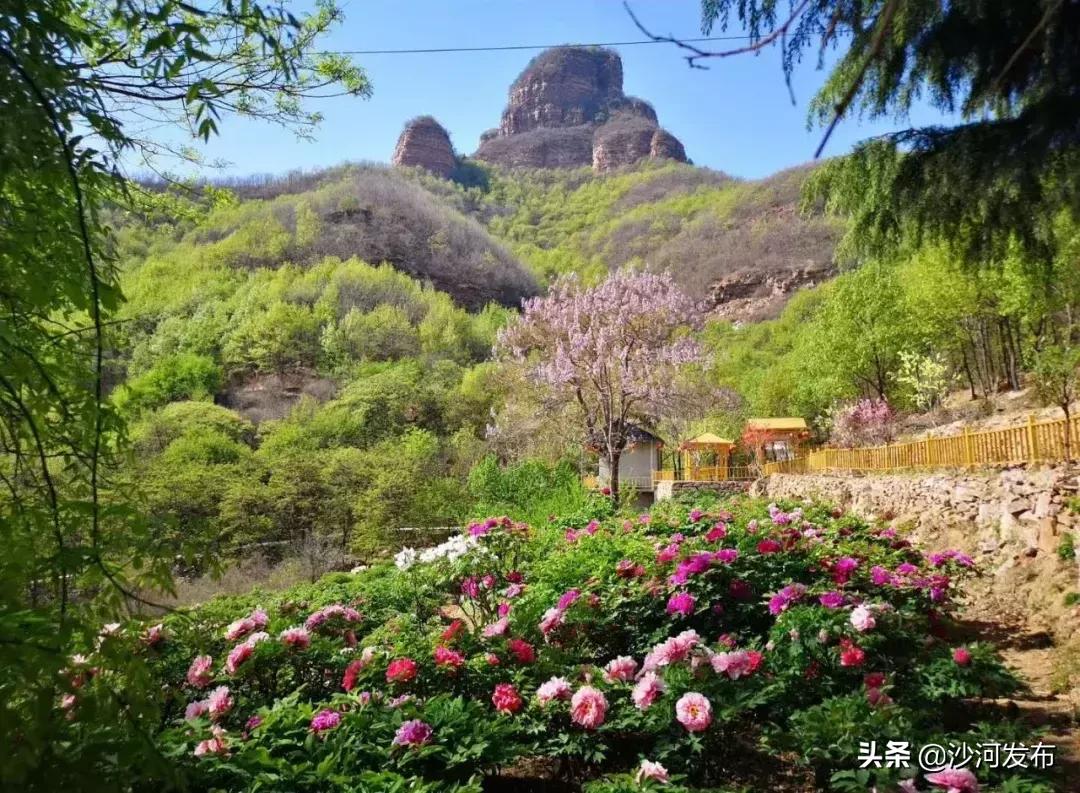 沙河市牡丹观赏地,沙河牡丹苑