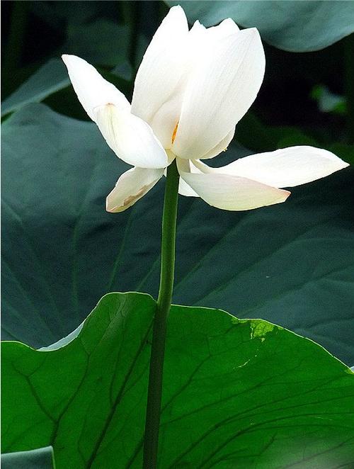 微信同学群越来越冷清,同学微信群现在还热闹吗