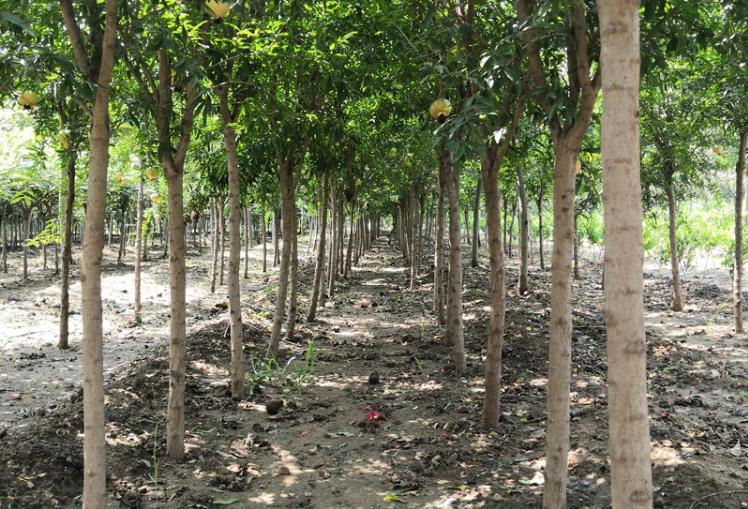 大果型突尼斯软籽石榴树详细介绍,突尼斯软籽石榴适合种植什么地区