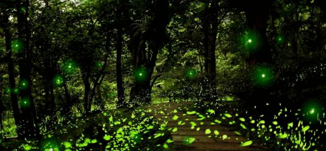 你原来是这样的萤火虫,估计老师们也很少知道!