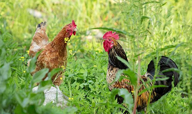 高温热死鸡管理技术,热死鸡怎么办最有效