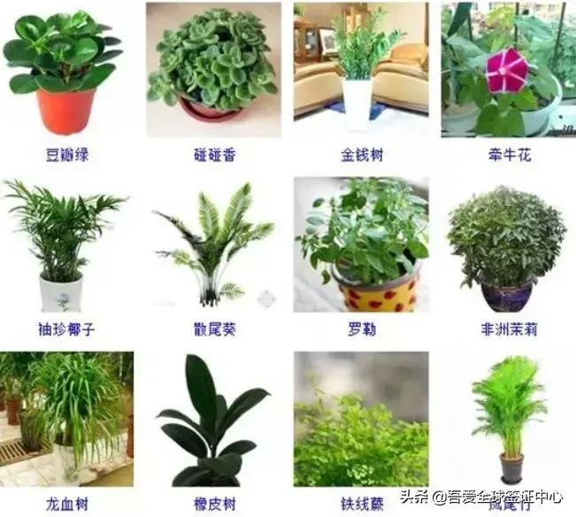 澳洲带烟入境被罚经历,顶风作案偷渡