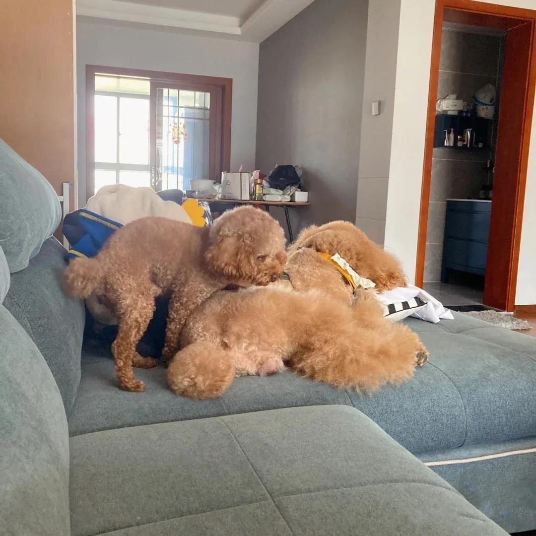 泰迪乱骑怎么办,泰迪为什么老是喜欢蹭我腿