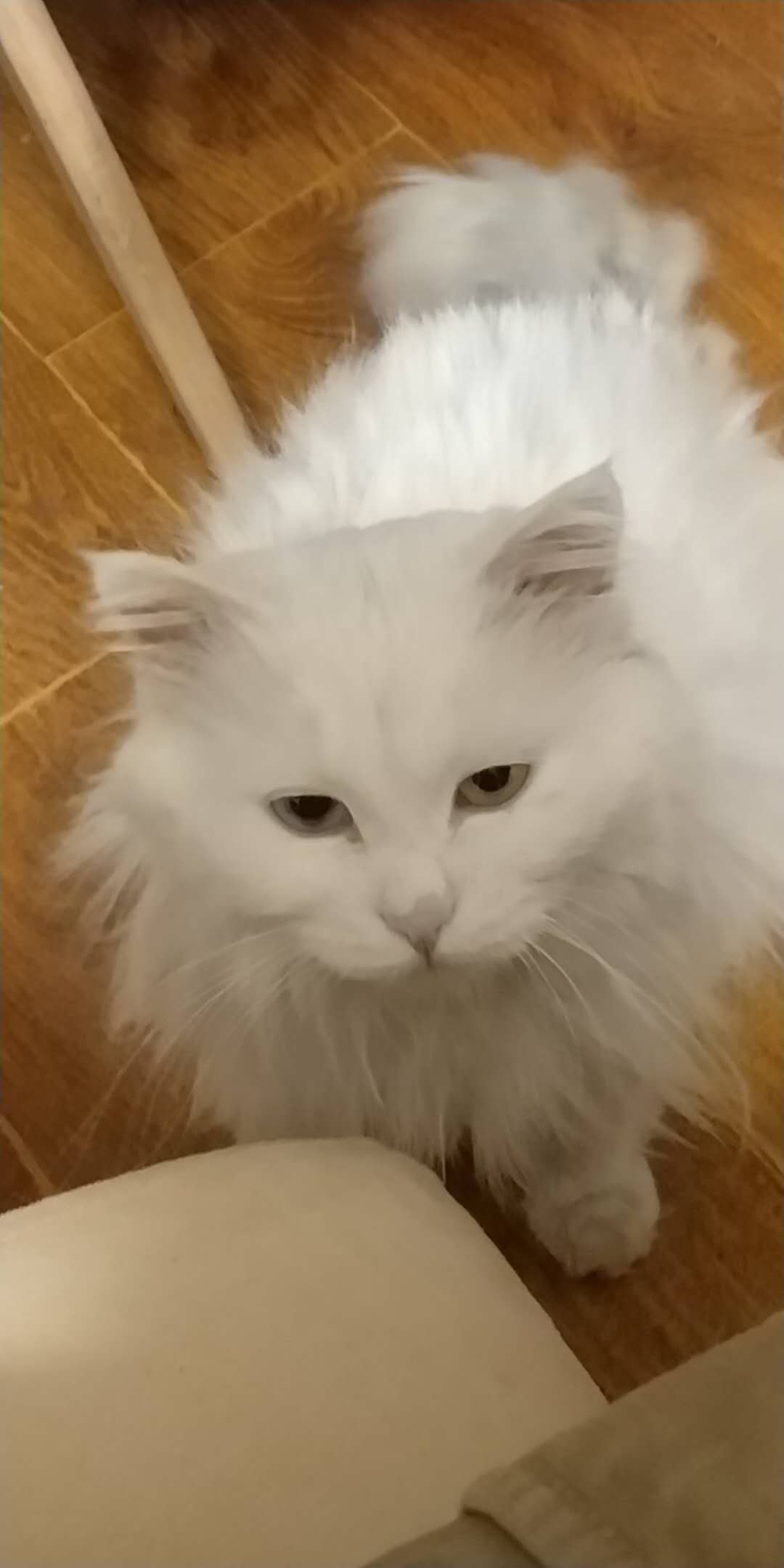 狮子猫小猫咪,狮子猫橘色宠物